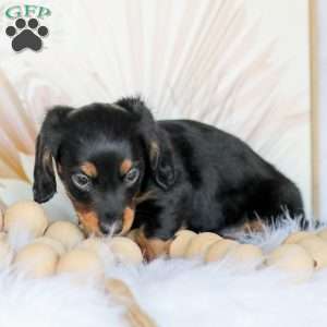 Boyd, Dachshund Puppy