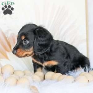 Boyd, Dachshund Puppy