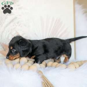 Boyd, Dachshund Puppy