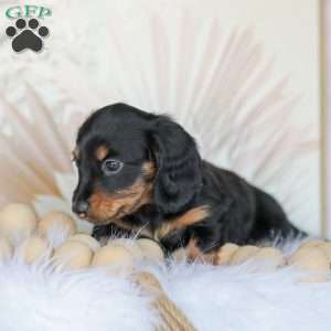 Boyd, Dachshund Puppy