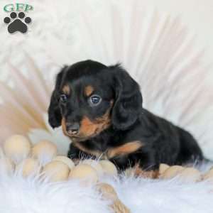 Boyd, Dachshund Puppy