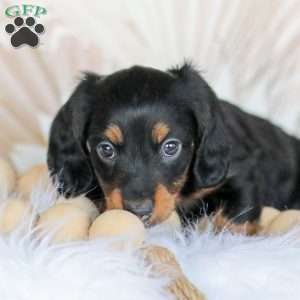 Boyd, Dachshund Puppy