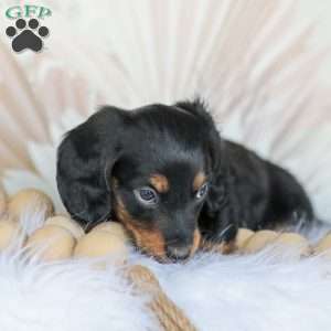 Boyd, Dachshund Puppy