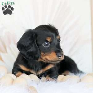 Boyd, Dachshund Puppy