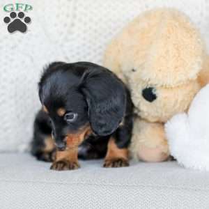 Boyd, Dachshund Puppy