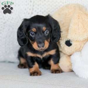 Boyd, Dachshund Puppy