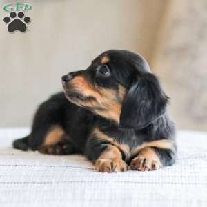 Banks, Dachshund Puppy