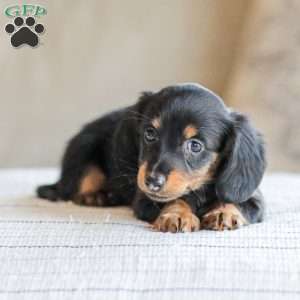 Banks, Dachshund Puppy