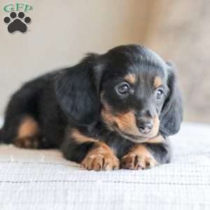 Banks, Dachshund Puppy