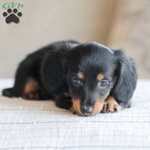 Banks, Dachshund Puppy