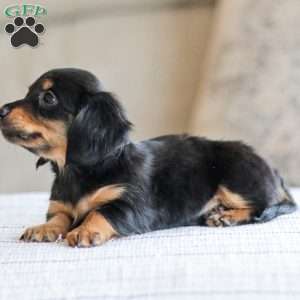 Banks, Dachshund Puppy