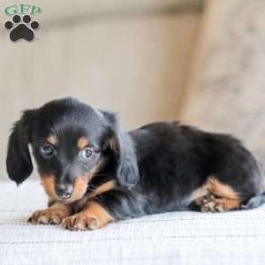 Banks, Dachshund Puppy