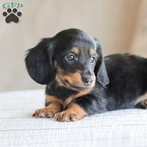 Banks, Dachshund Puppy