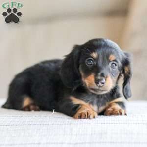 Banks, Dachshund Puppy