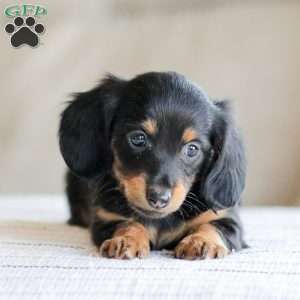 Banks, Dachshund Puppy