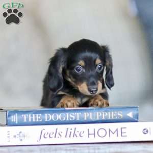 Banks, Dachshund Puppy