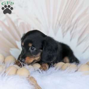 Banks, Dachshund Puppy