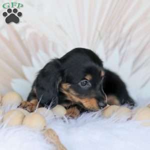 Banks, Dachshund Puppy