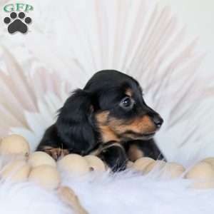 Banks, Dachshund Puppy