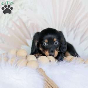 Banks, Dachshund Puppy