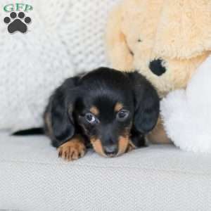 Banks, Dachshund Puppy