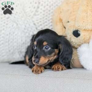 Banks, Dachshund Puppy