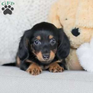 Banks, Dachshund Puppy