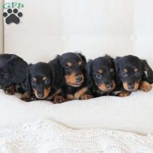 Brooklyn, Dachshund Puppy