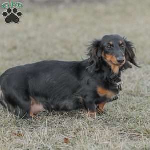 Banks, Dachshund Puppy