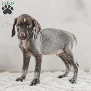 Jasper, German Shorthaired Pointer Puppy
