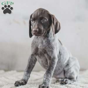 Josie, German Shorthaired Pointer Puppy