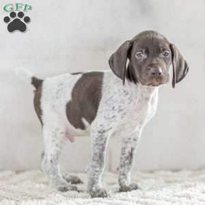 Cody, German Shorthaired Pointer Puppy