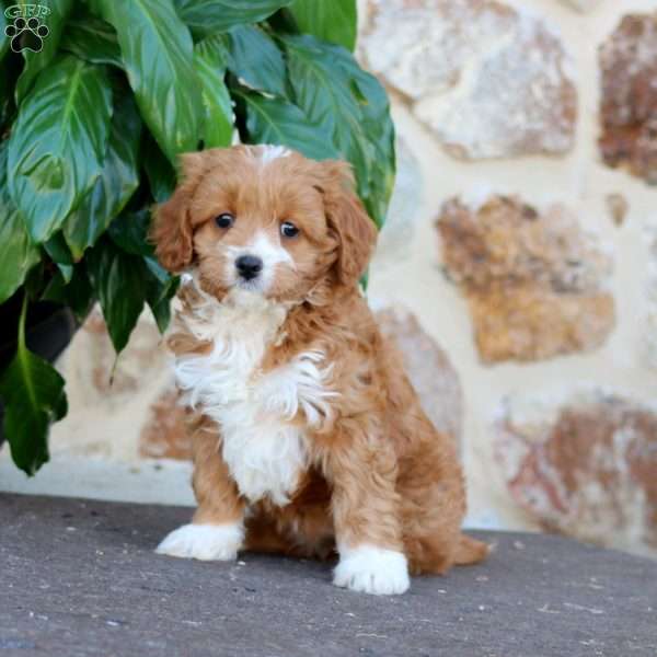 Abagail, Cavapoo Puppy