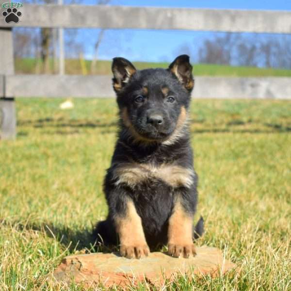 Ace, German Shepherd Puppy