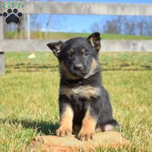 Ace, German Shepherd Puppy