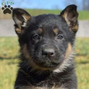 Ace, German Shepherd Puppy