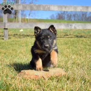 Ace, German Shepherd Puppy