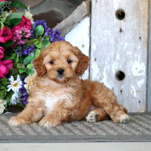 Ace, Cavapoo Puppy