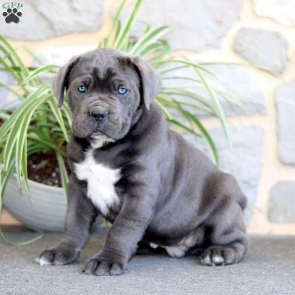 Ace, Cane Corso Puppy