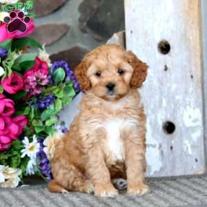 Ace, Cavapoo Puppy