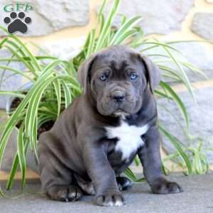 Ace, Cane Corso Puppy