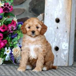 Ace, Cavapoo Puppy