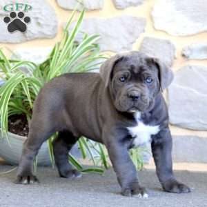 Ace, Cane Corso Puppy