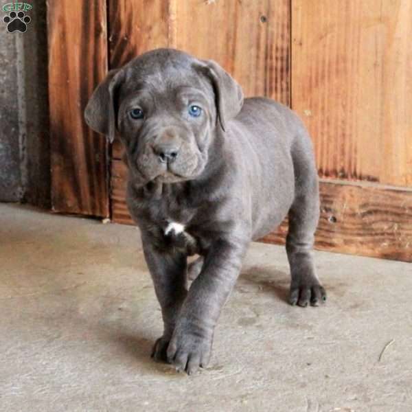 Adela, Cane Corso Puppy