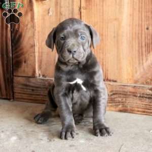 Adela, Cane Corso Puppy