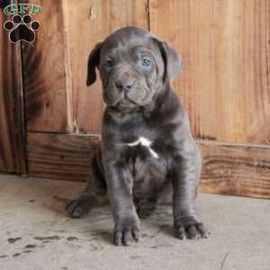 Adela, Cane Corso Puppy