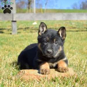 Akira, German Shepherd Puppy