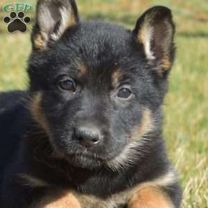 Akira, German Shepherd Puppy