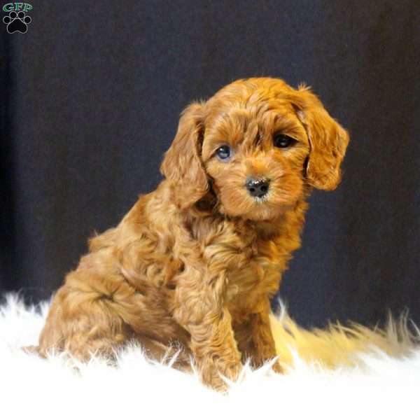 Al, Cavapoo Puppy