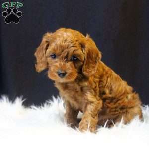 Al, Cavapoo Puppy